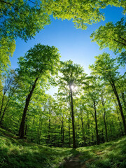 Obraz premium Sunlit Forest Clearing with Lush Greenery