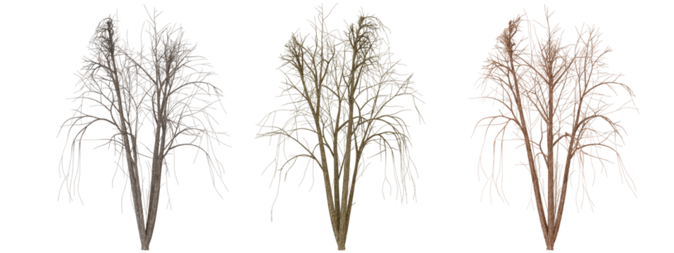 Dried Flower Arrangement on transparent background - Powered by Adobe