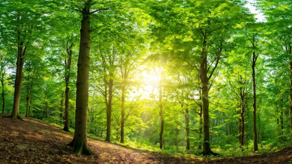 Obraz premium Sunlit Forest Clearing with Lush Greenery