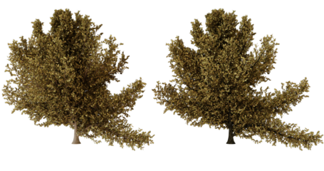 Two Dried Salaginella lepidophylla Plants