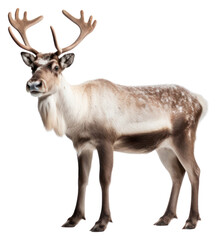 Obraz premium PNG Wildlife animal antler mammal.