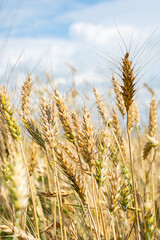 Golden ripe wheat spikes in the field. Agriculture and harvest concept.