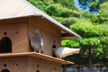 dovecote with pigeons feeding on an overcast day, build with wooden material