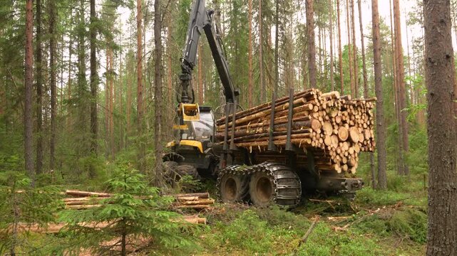 A forwarder loader loads and transports felled logs in a forest. Logging