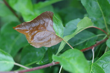 Fire Blight. Symptoms of disease caused by bacteria Erwinia amylovora on an apple leaf.