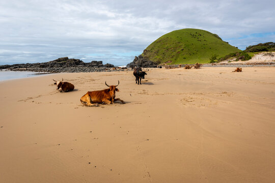 Transkei in the Eastern Cape of South Africa, you see Xhosa beach cattle, the nguni cows all bear great sets of horns.