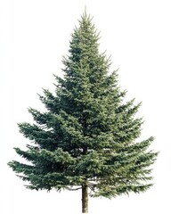Obraz premium A tall, lush evergreen pine tree with dense green foliage captured on a clean, white background.