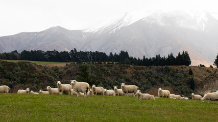 Obraz premium Cute sheep with white wool graze on lush grass meadow