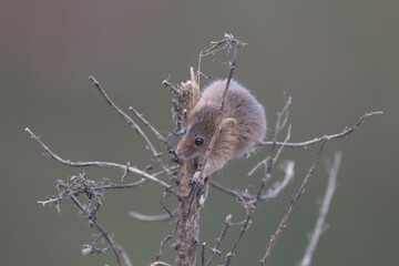 An Eurasian Harvest Mouse on top of a branch
