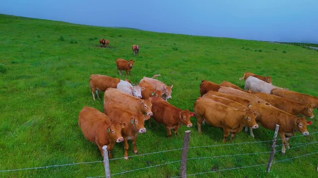 Herd of cows grazing in the Collados del As&oacute;n Natural Park. Aerial view from a drone. Hills of Ason Natural Park. Soba Valley, Cantabria, Spain, Europe