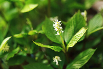 Delicate White Flowers Blooming Amidst Lush Green Foliage in a Vibrant Forest Setting