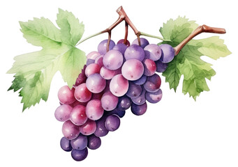 Fototapeta premium PNG Grapes fruit plant food.
