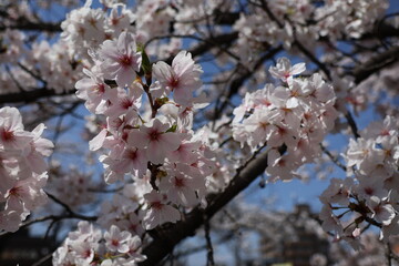Obraz premium cherry tree blossom