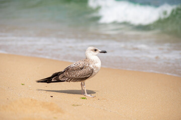 seagull on the beach