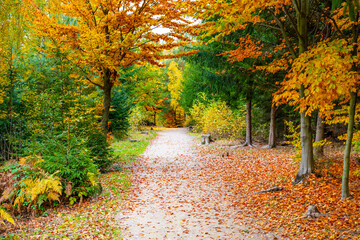 A serene road meanders through a vibrant forest filled with autumn colors. Red, yellow, and orange leaves cover the ground and trees, creating a picturesque setting perfect for a nature walk.