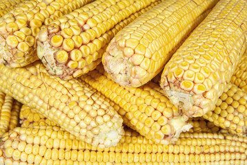 Heap of young corn cobs