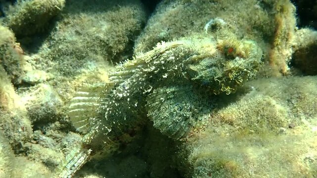 Devil scorpion-fish (Scorpaenopsis diabolus) inhabits coral reefs of the Red Sea, it has very venomous fins, when cornered can attack
