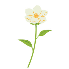 Jasmine flower illustration
