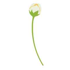 Jasmine flower illustration