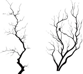 Silhouette of Bare Tree Branches