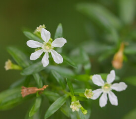angiosperm, angiosperms, beauty, bloom, blooming, blossom, blossoming, botanical, botany, cuphea, cuphea hyssopifolia, elfin herb, eudicots, evergreen, false heather, flora, floral, flower, guatemala,
