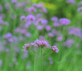 Fototapeta premium Beautiful close-up of verbena bonariensis