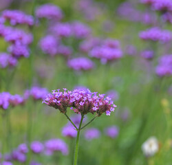 Beautiful close-up of verbena bonariensis