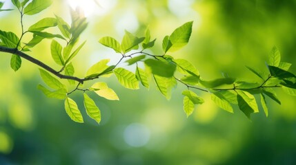 Bright green leaves on a tree branch, 