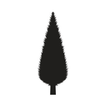 Thuja tree silhouette, conical shape, isolated, evergreen, black color, vector illustration