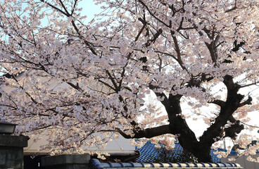Full Bloom Cherry Blossom Tree in Front of Traditional Architecture