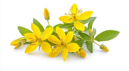 St. Johns Wort, or Hypericum perforatum, is a vibrant yellow flower known for its medicinal properties, often used for mood enhancement and effective wound healing in natural therapies