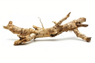 Fototapeta premium Angelica Root