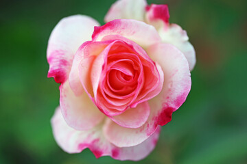 Close-Up of a Pink and White Rose Blooming in a Garden