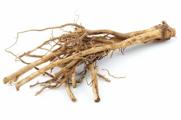 Obraz premium Angelica Root