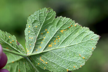 Orange Coloured Spores of Violet Bramble Rust (Phragmidium violaceum) on the underside of a blackberry leaf.
