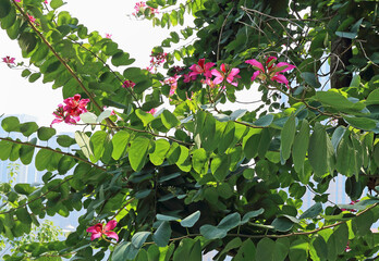 Vibrant Pink Flowers Among Lush Green Foliage on a Sunny Day