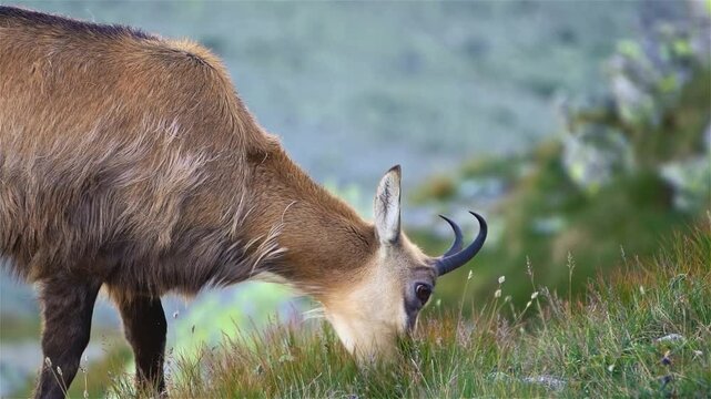 Portrait of Wild chamois rupicapra graze on an alpine meadow in the alps mountains