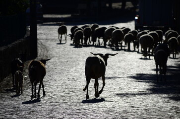 Goats walking along a sunny village street