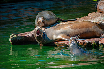 Seelöwen am Wasser im Zoo Nürnberg