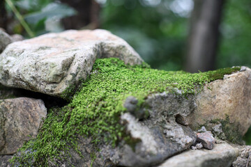 A rock covered in green moss