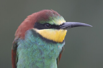 Portrait of an European Bee-eater
