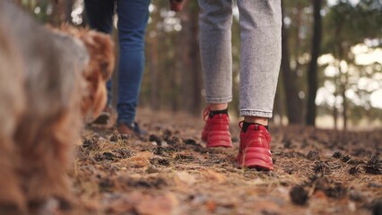 a couple walks with a dog in the forest. nature dream concept. a couple walks through a coniferous evening forest with a small fluffy dog. guy and girl walking in nature with a dog