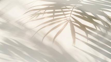 Obraz premium Palm tree shadow on white wall