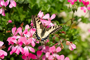 Papillon Machaon sur une fleur - Bretagne France