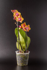 Floral concept. Orchid growing tips.  Most commonly grown house plants. Orchids blossom close up. Orchid flower pink and yellow bloom. Phalaenopsis orchid.