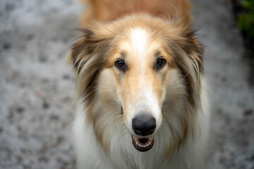 Perro raza colie retrato