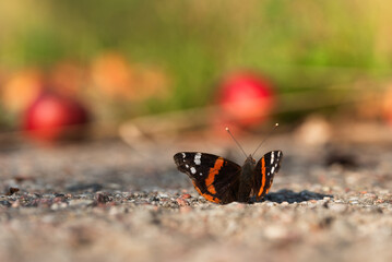 Rusałka admirał o zachodzie słońca. 