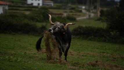 buey, pastando en pueblo asturiano