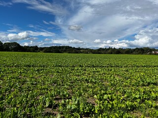 Arable fields in Staffordshire, UK