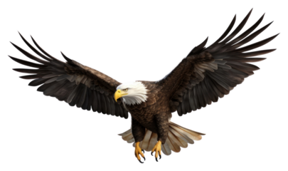 PNG American bald eagle flying animal bird.
